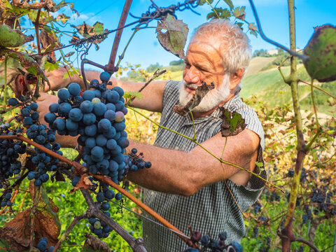 caucasian senior farmer harvesting organic grapes in wine farm in central Italy