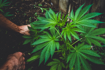 Agronomist and hemp. Industrial cultivation of hemp on a farm.