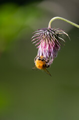 Furry bee feeding on thistle flower