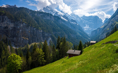 Fototapeta na wymiar alpine meadow in Lauterbrunnen in Switzerland