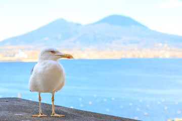 Seagull in front of Vesuvius volcano