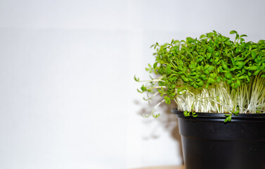 Fototapeta na wymiar microgreens in a pot grow, the concept of healthy eating