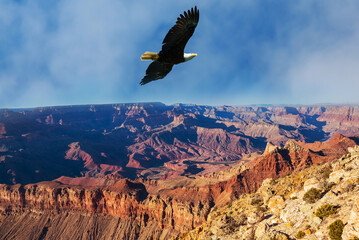 American eagle