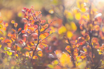 Autumn background