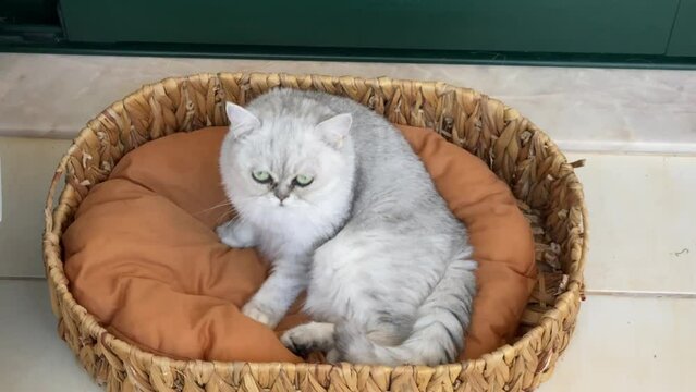 A persian (persa) cat lying in its brown bed suspiciously sleepy. 4K.