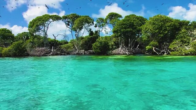 Tropical Background Of Scenic Mangrove Forest Tree, Roots, Branches and turquoise sea water, Los Roques National park