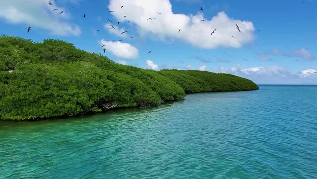 GROUP OF BOBOS sula BIRDS FLYING ON TROPICAL MANGROVE, wildlife concept, los Roques
