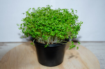 microgreens in a pot grow, the concept of healthy eating