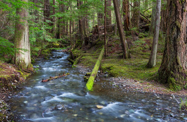Creek in the forest