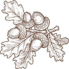Sketch autumn oak acorn with dry leaves, foliage © Vector Tradition