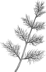 Sketch dill, vector fennel hand drawn herb stem