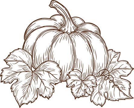 Sketch pumpkin with leaves and vine, raw vegetable