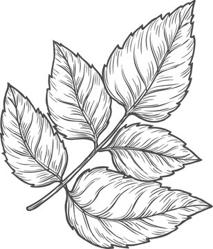 Sketch mint leaves on stem, vector peppermint