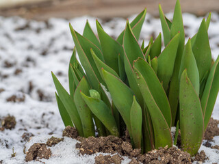 Tulip sprouts in early spring on snow-covered soil. Green leaves of tulips on a spring day in the...