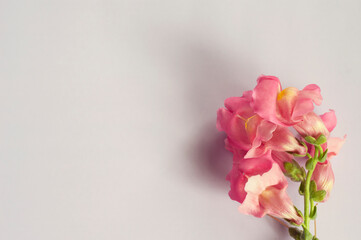 Fototapeta na wymiar Peach-colored flower Antirrhinum majus on a beige background. Floral background.