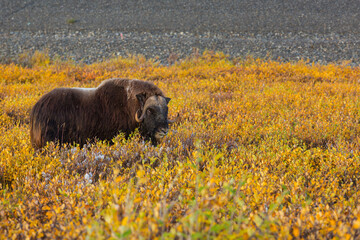 Musk ox