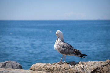 seagull cleaning itself by the sea
