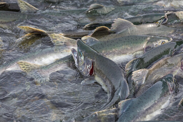 Spawning salmon