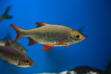 Fish redeye rudd blue water animal