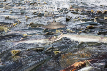 Spawning salmon