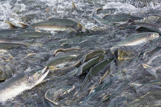 Spawning salmon