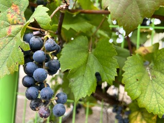 nature apple grapes road vines autumn sky reeds