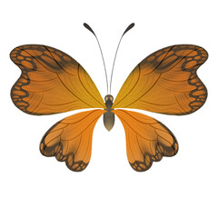 Fototapeta na wymiar Butterfly Butterflies PNG Clipart Illustration