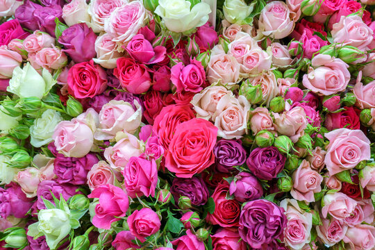 Natural background of beautiful pink roses. Fresh flowers.