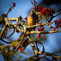 speckled mousebird in between the flowers