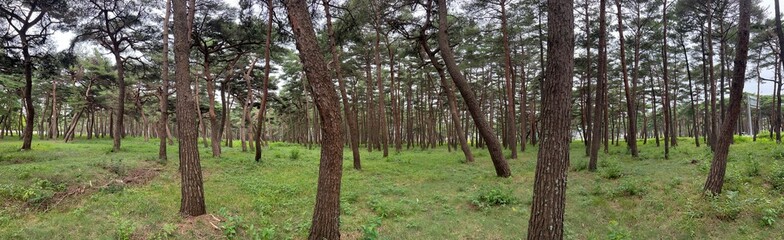 Fototapeta premium nature pine forest autumn sky