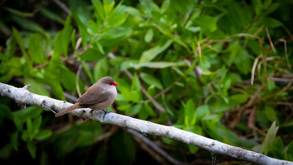 a common waxbill perched on a branch