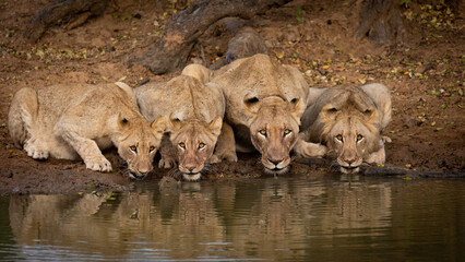 Lioness and 3 sub adult cubs drinking water together