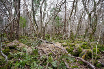 fallen trees in winter forest