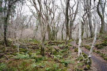 lonely winter forest with path and bare trees