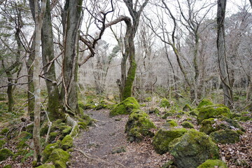 old trees and vines and mossy rocks in winter primeval forest