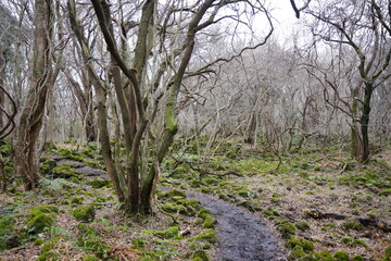 old trees and path in wild winter forest