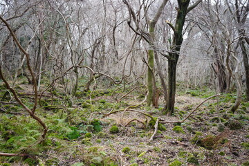 mossy rocks and vines in winter forest