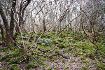 mossy rocks and vines in winter forest