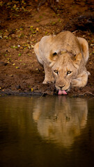 lioness drinking water with the reflection on the water