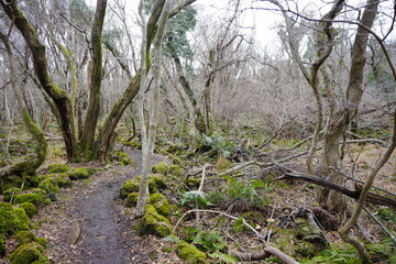old trees and vines and mossy rocks in winter primeval forest