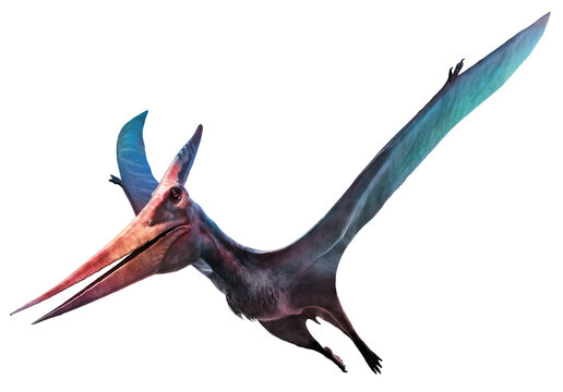 Fototapeta Pteranodon flying dinosaur 3D illustration 