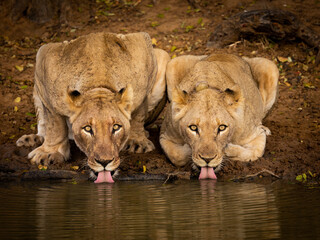 two lionesses drinking water side by side