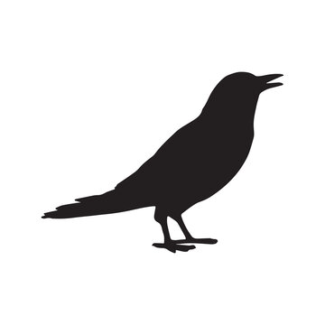 Vector silhouette ravens birds outline