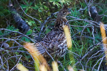 Ruffed grouse