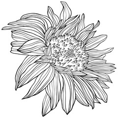 Illustration of abstract flower. Line art png