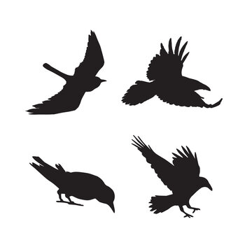 Vector silhouette set ravens birds outline