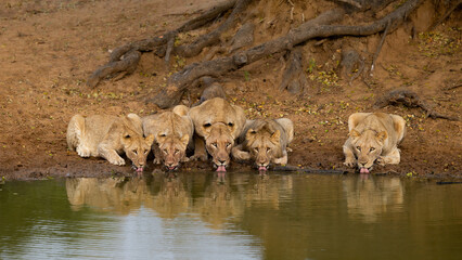 5 lions drinking water next to each other