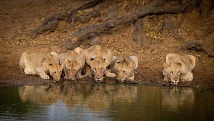 5 lions drinking water next to each other © Jurgens