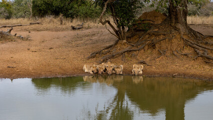 5 lions drinking water next to each other