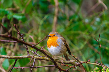 Obraz premium Robin sitting on a branch guarding it's territory